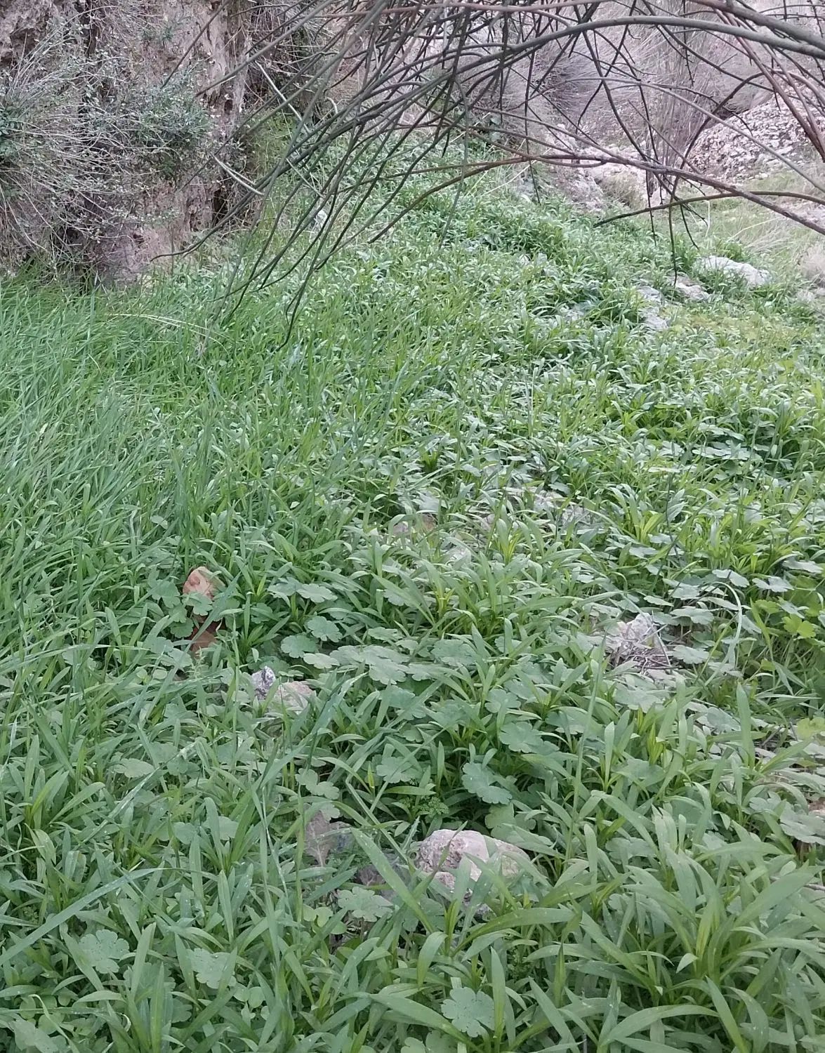 فروش زمین از زمین‌های عابدی چهارده متری سوم فرعی ۲|فروش زمین و ملک کلنگی|مرودشت, الماس آباد|دیوار