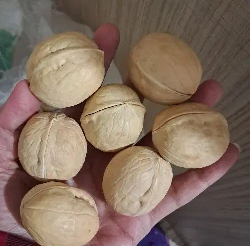 گردوی کاغذی  خارجی کلی جزئی|خوردنی و آشامیدنی|مشهد, شیرودی|دیوار