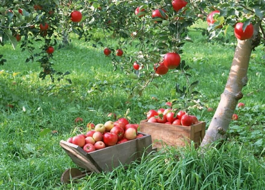 فروش باغ در بخش زاینده رود|فروش خانه و ویلا|فولادشهر, زاینده رود|دیوار