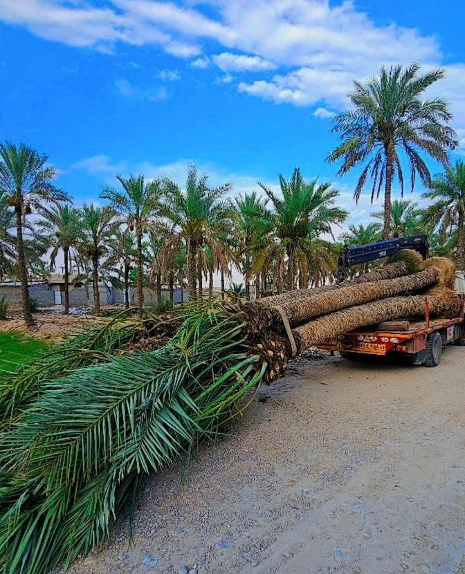 تضمینی با کیفیت پالم ریشه دار نخل|خدمات باغبانی و درختکاری|اصفهان, خلجا|دیوار