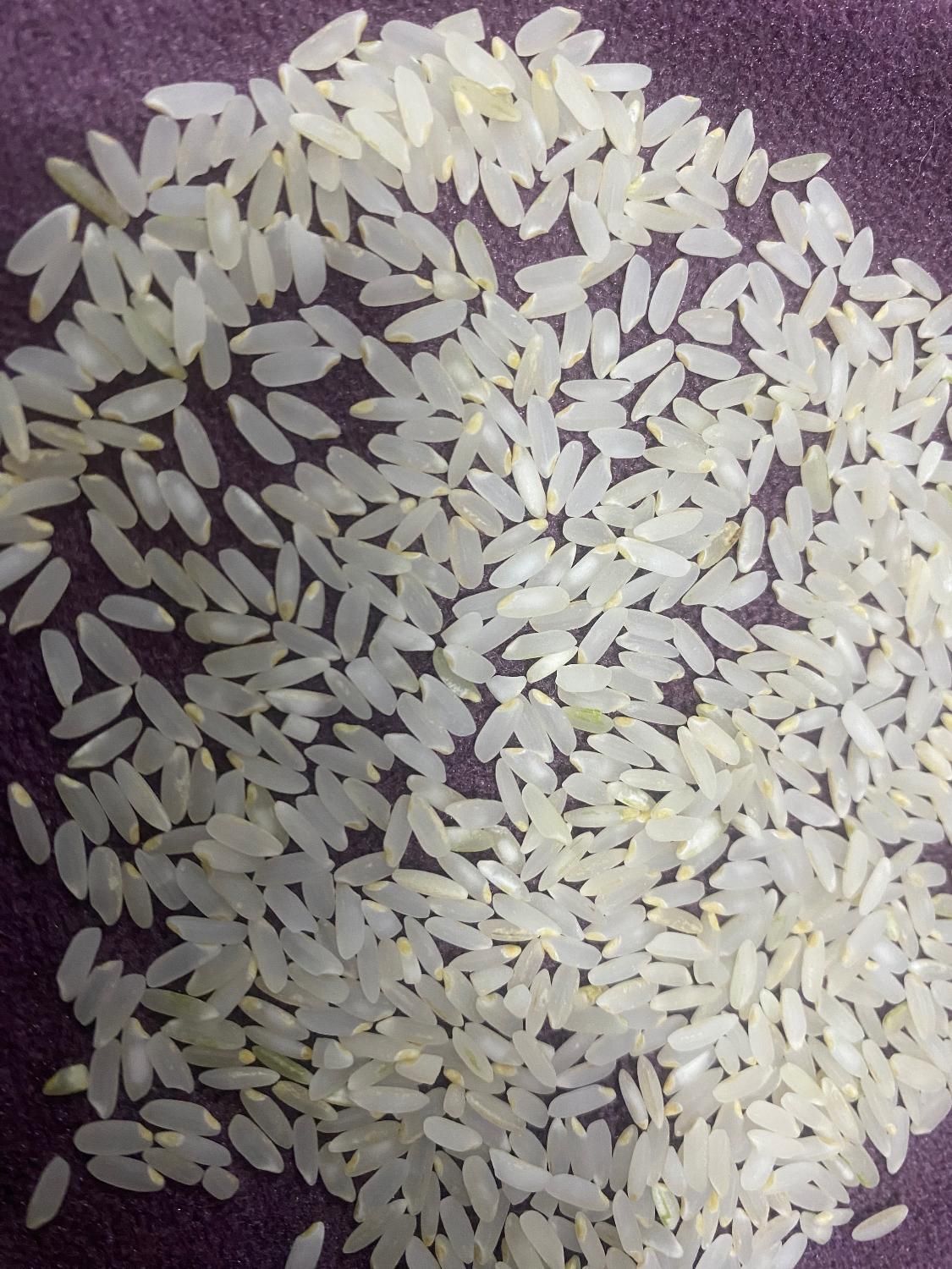 برنج خالص واصل کامفیروز|خوردنی و آشامیدنی|شیراز, دینکان|دیوار