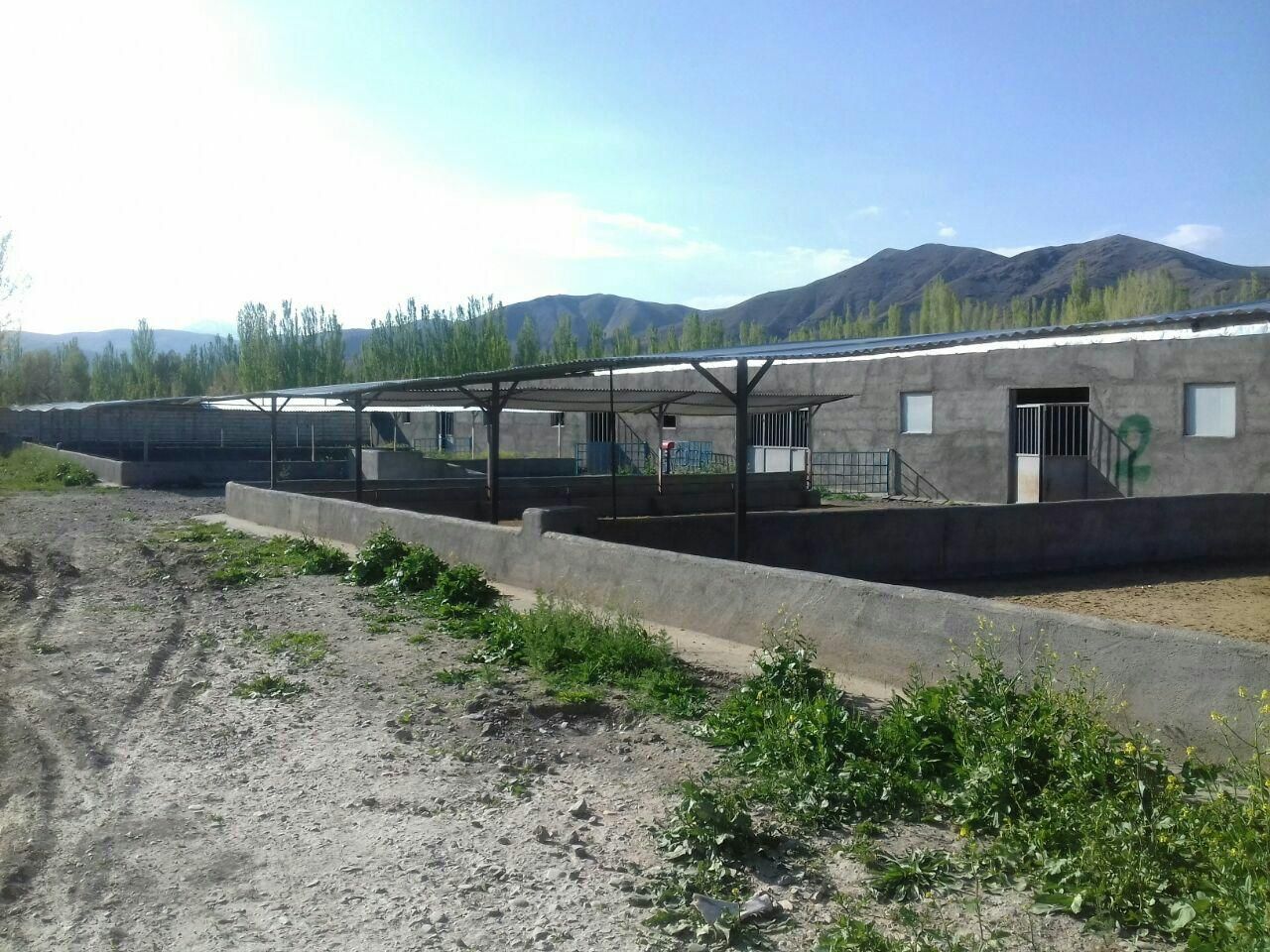 فروش فوری دامداری ۵۰۰ راسی|فروش دفتر صنعتی، کشاورزی، تجاری|خوی, |دیوار