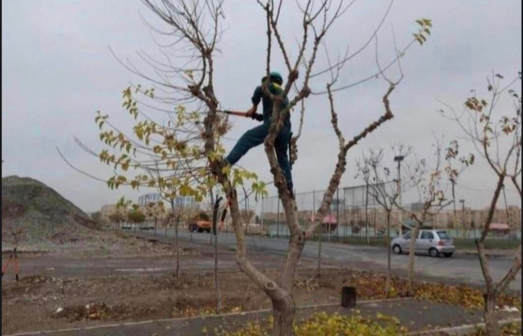 انجام خدمات باغبانی باغچه ،هرس ،کاشت|خدمات باغبانی و درختکاری|قم, شهرک قدس|دیوار