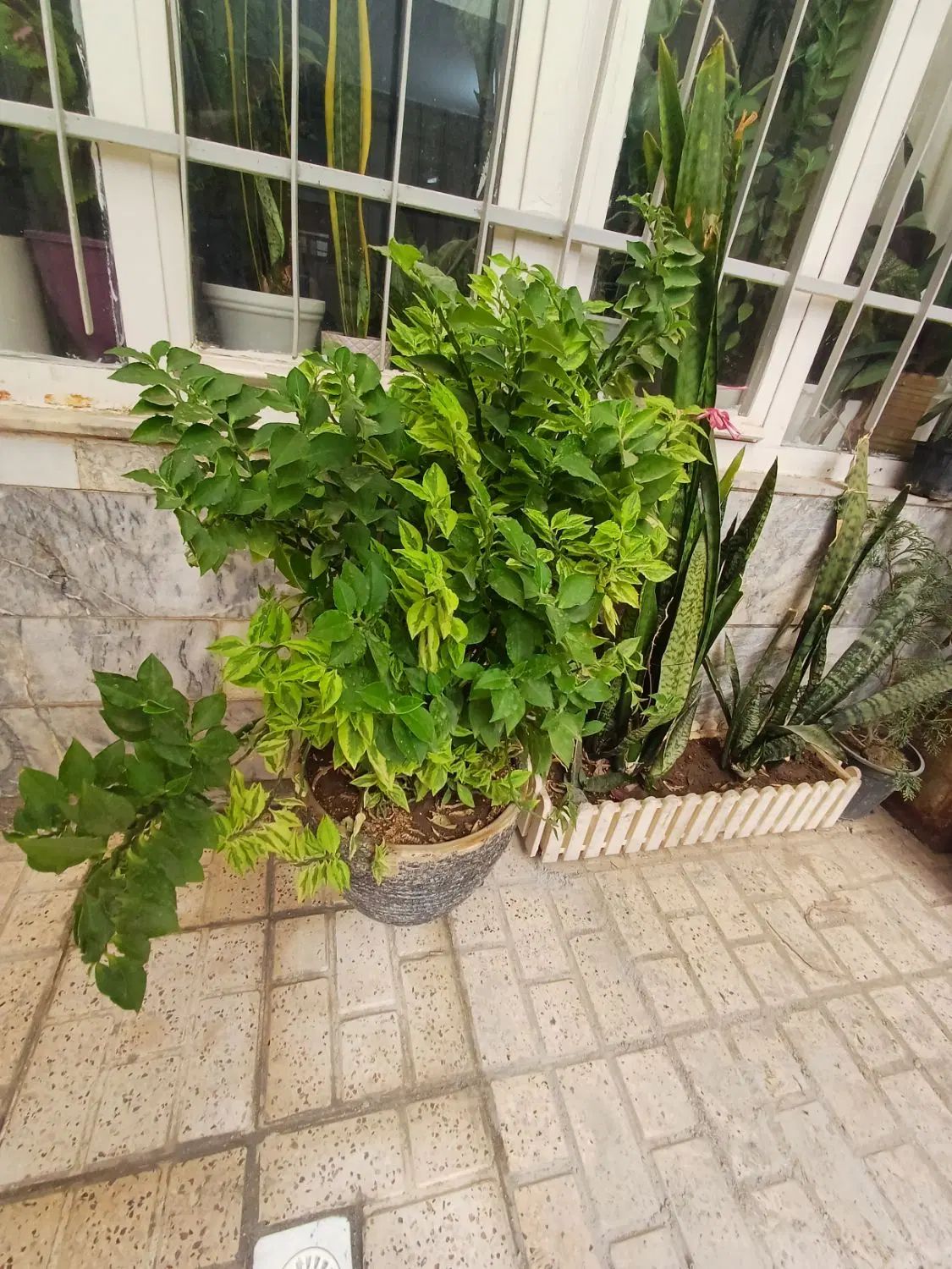 گل طبیعی|گل و گیاه طبیعی|مشهد, نوغان|دیوار