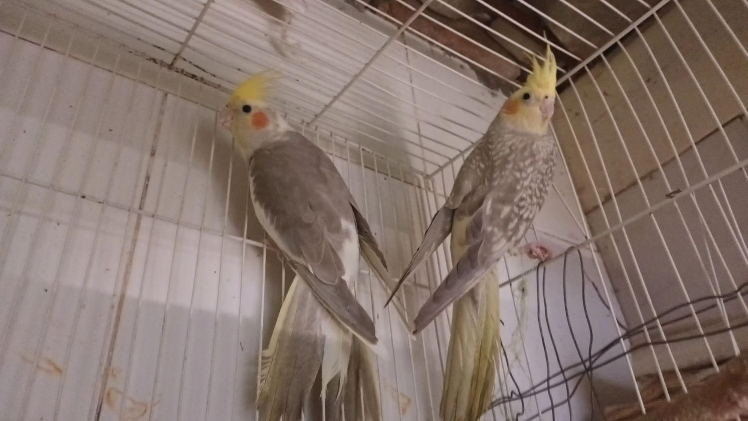 عروس هلندی|پرنده|تربت‌حیدریه, ۴۵ متری|دیوار