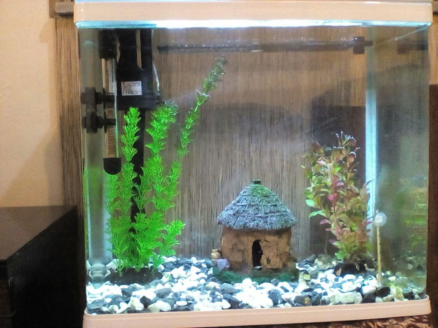 خرگوش و ماهی و کبوتر|موش و خرگوش|شهرکرد, |دیوار