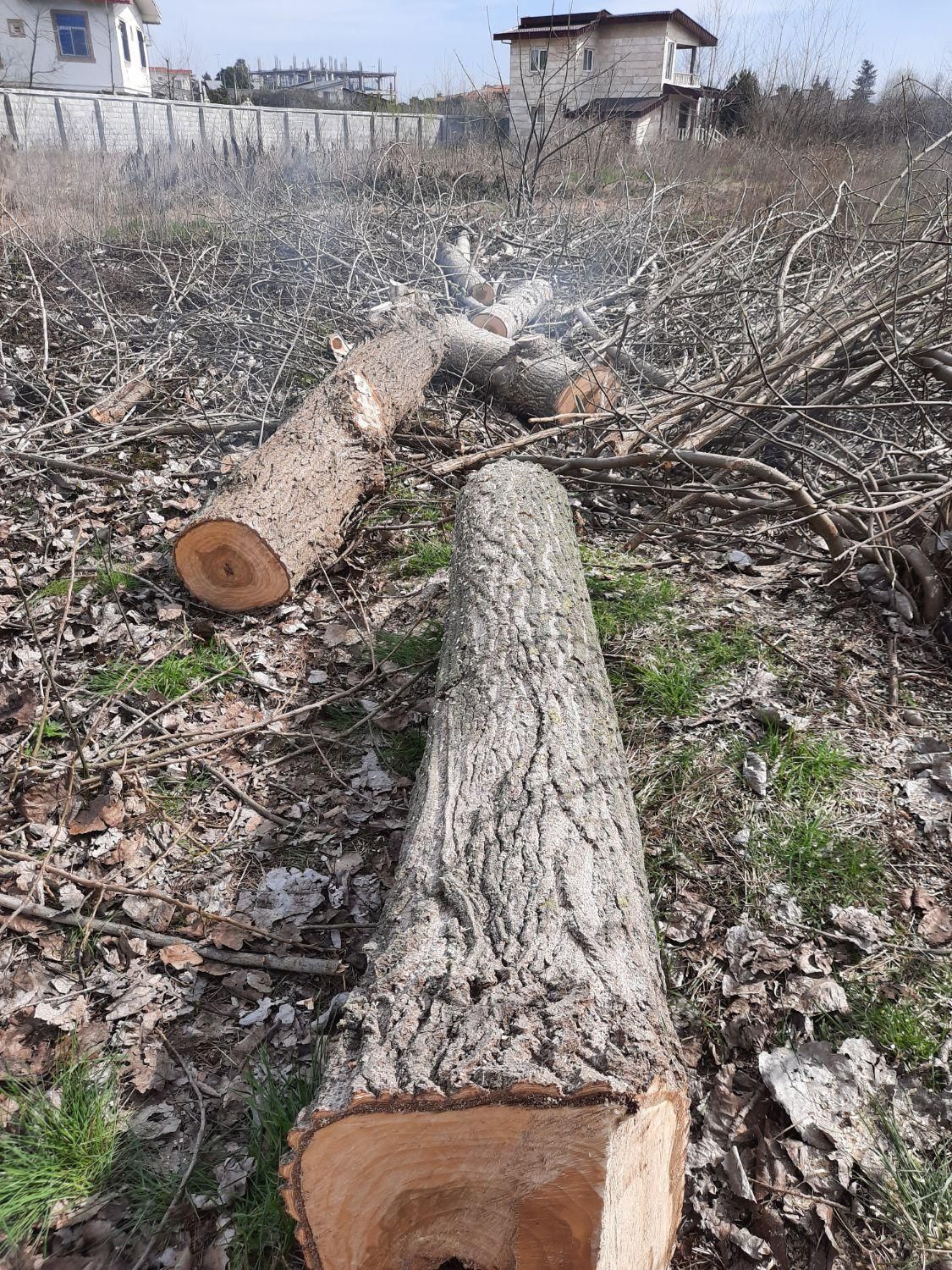 خریدار چوب درخت تبریزی|خدمات باغبانی و درختکاری|تنکابن, |دیوار