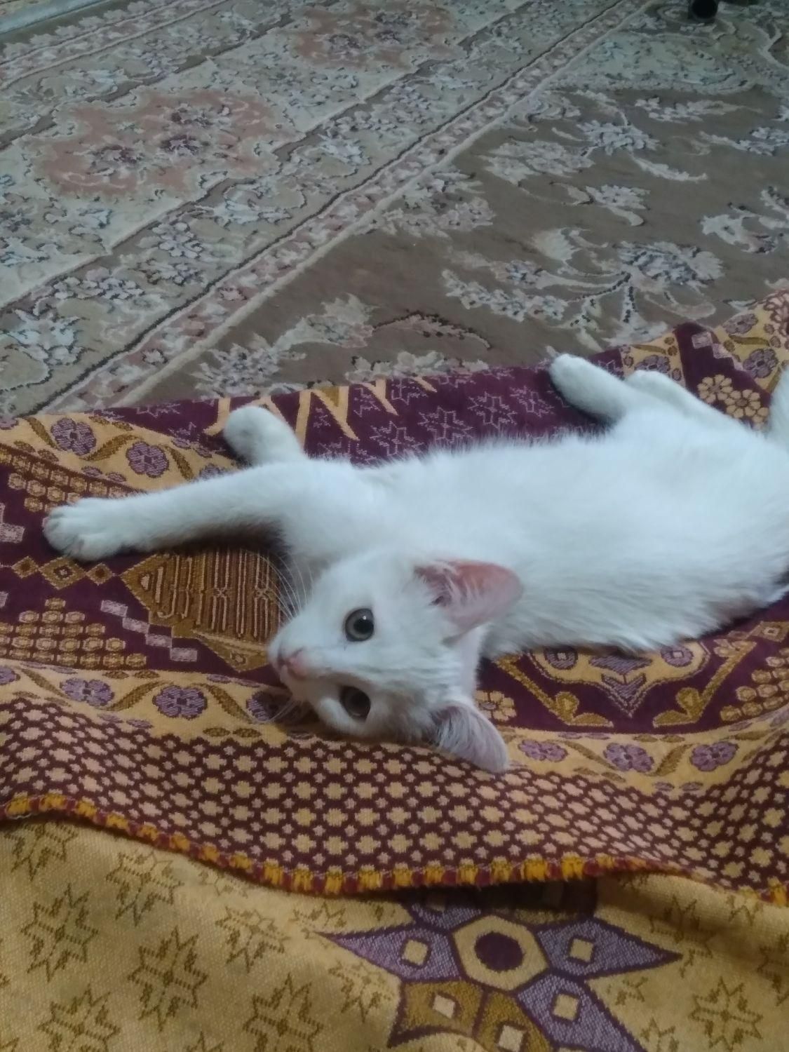 بچه گربه ملوس خوشگل|گربه|شاهین‌شهر, ۹ دی|دیوار