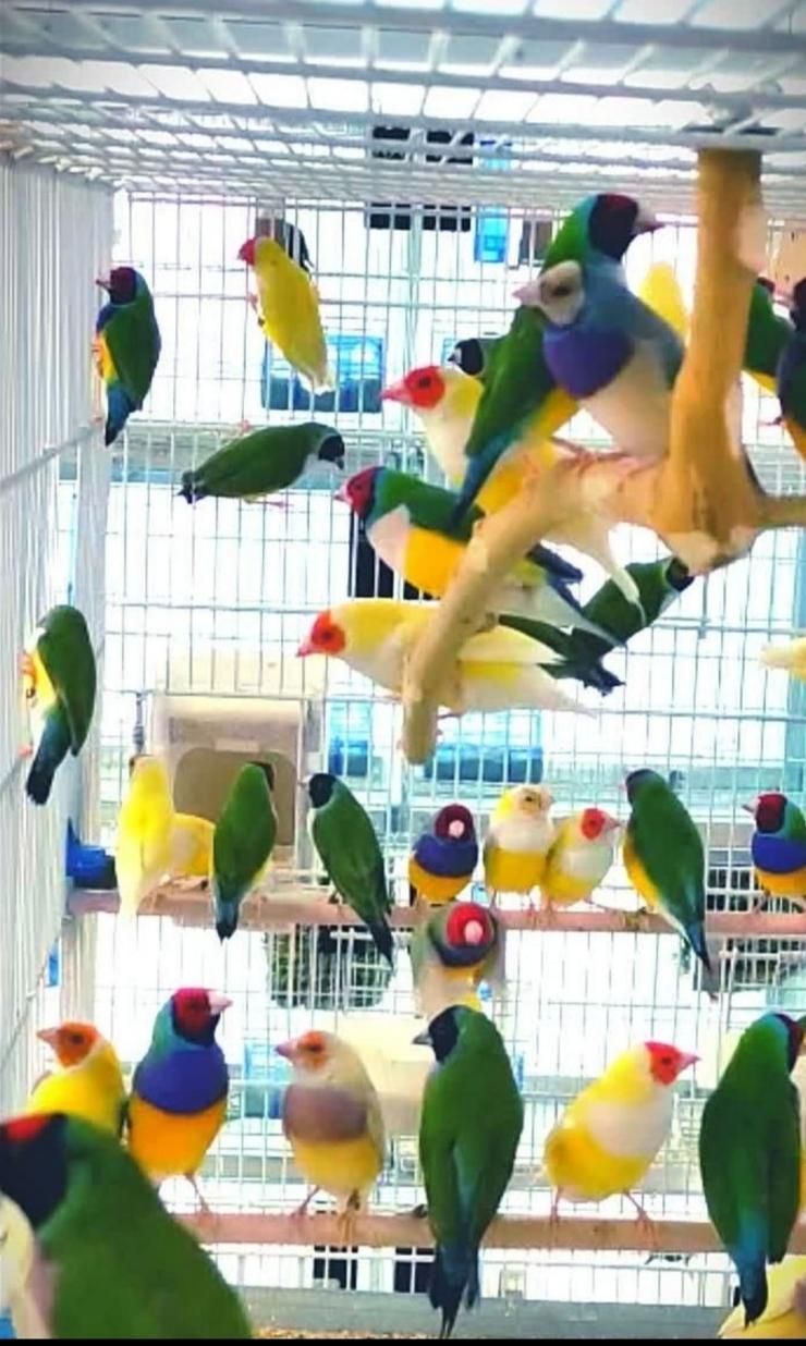 فنچ گلدین|پرنده|اصفهان, آزادگان|دیوار