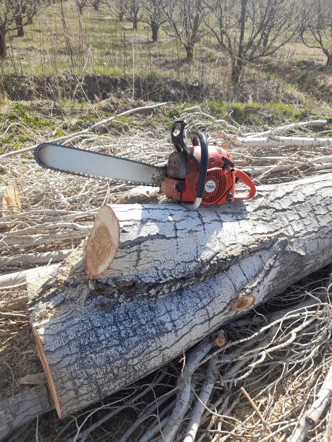 برش چوب درخت وخرید چوب درمحل|خدمات پیشه و مهارت|ارومیه, |دیوار