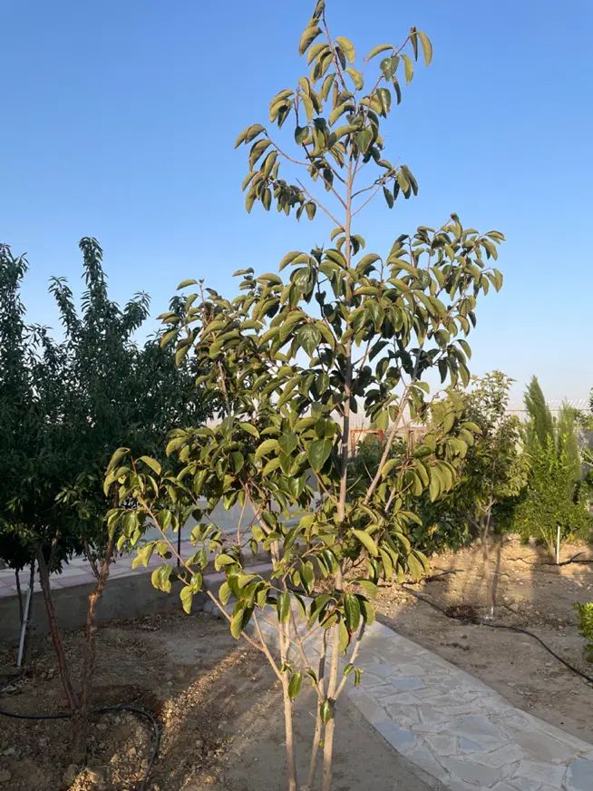 فروش یا معاوضه  با ماشین دو زمین مسکونی در دودمان|فروش زمین و ملک کلنگی|شیراز, دودمان|دیوار