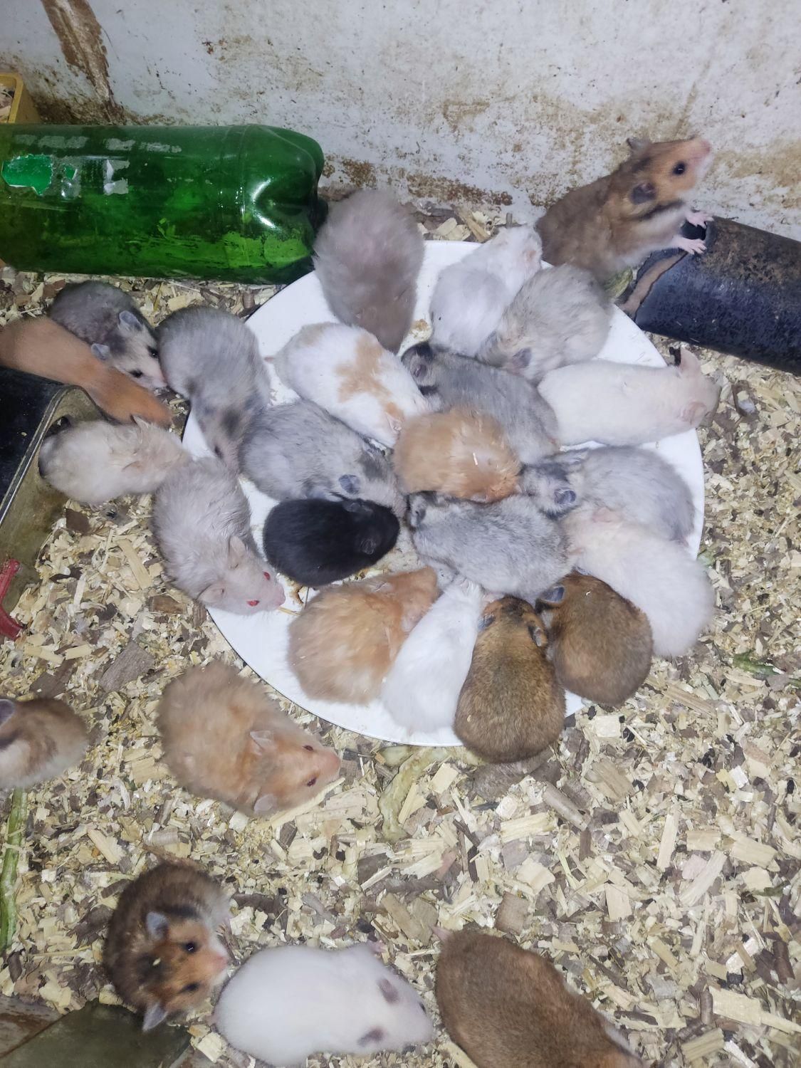 بیا تو سالن همستر ببین بگیر بخر ببر|موش و خرگوش|یزد, |دیوار