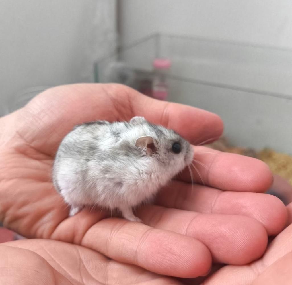 همستر (نژاد مینیاتوری)|موش و خرگوش|تهران, حکیمیه|دیوار