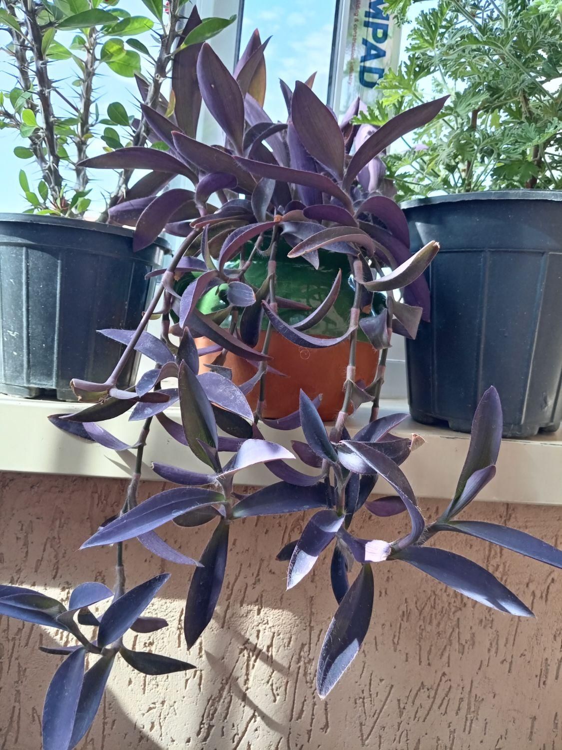 گل زیبا و شاداب با گلدان سفالی|گل و گیاه طبیعی|سهند, |دیوار