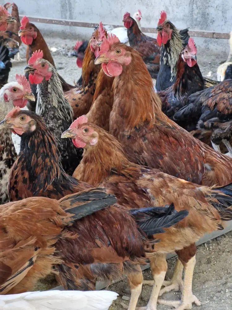 گوشت بوقلمون مرغ و خروس محلی گوشت غاز و اردک|خوردنی و آشامیدنی|صباشهر, |دیوار