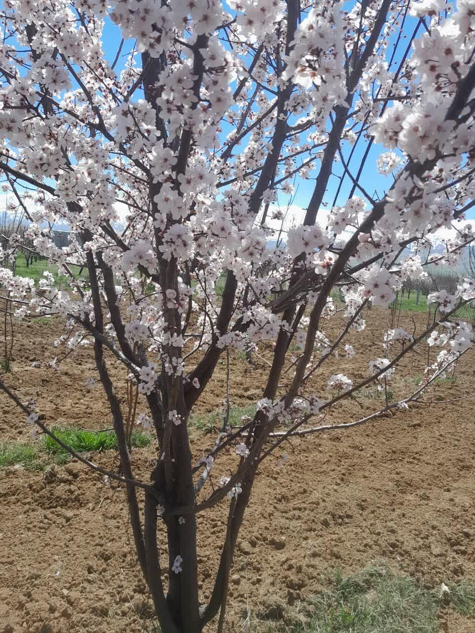 باغ جریبی ۲۵۰میلیون تومن|فروش زمین و ملک کلنگی|نهاوند, |دیوار