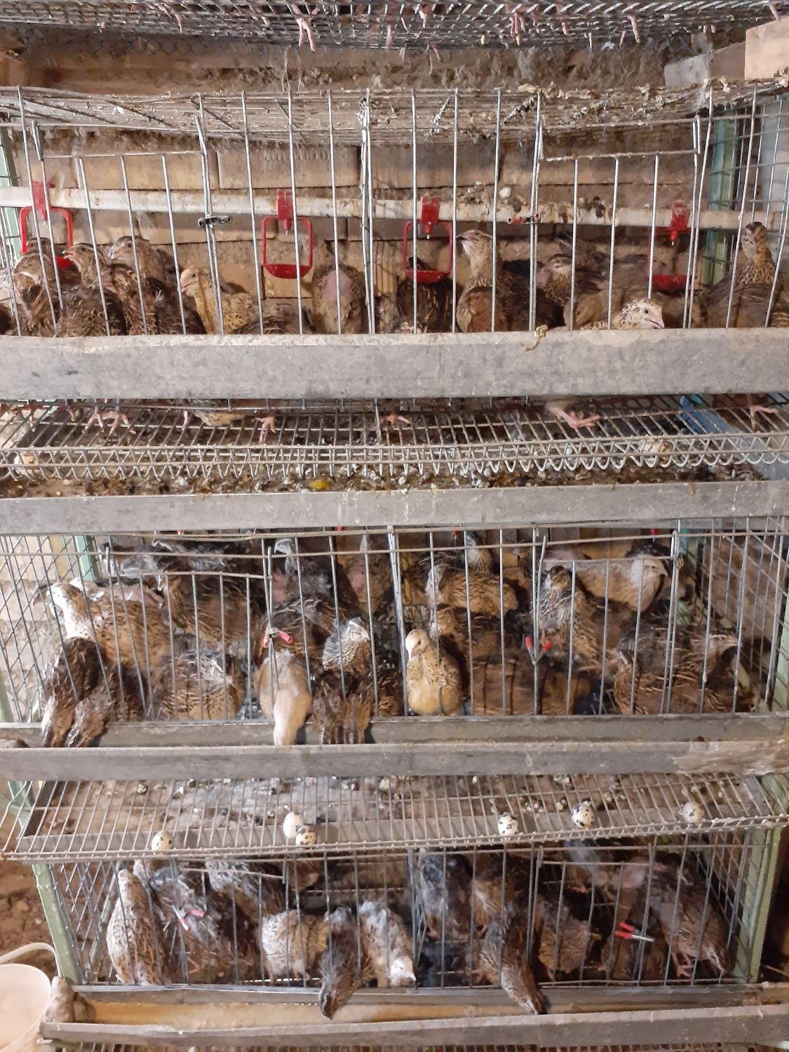 قفس بلدرچین کار کرده|لوازم جانبی حیوانات|رامیان, |دیوار