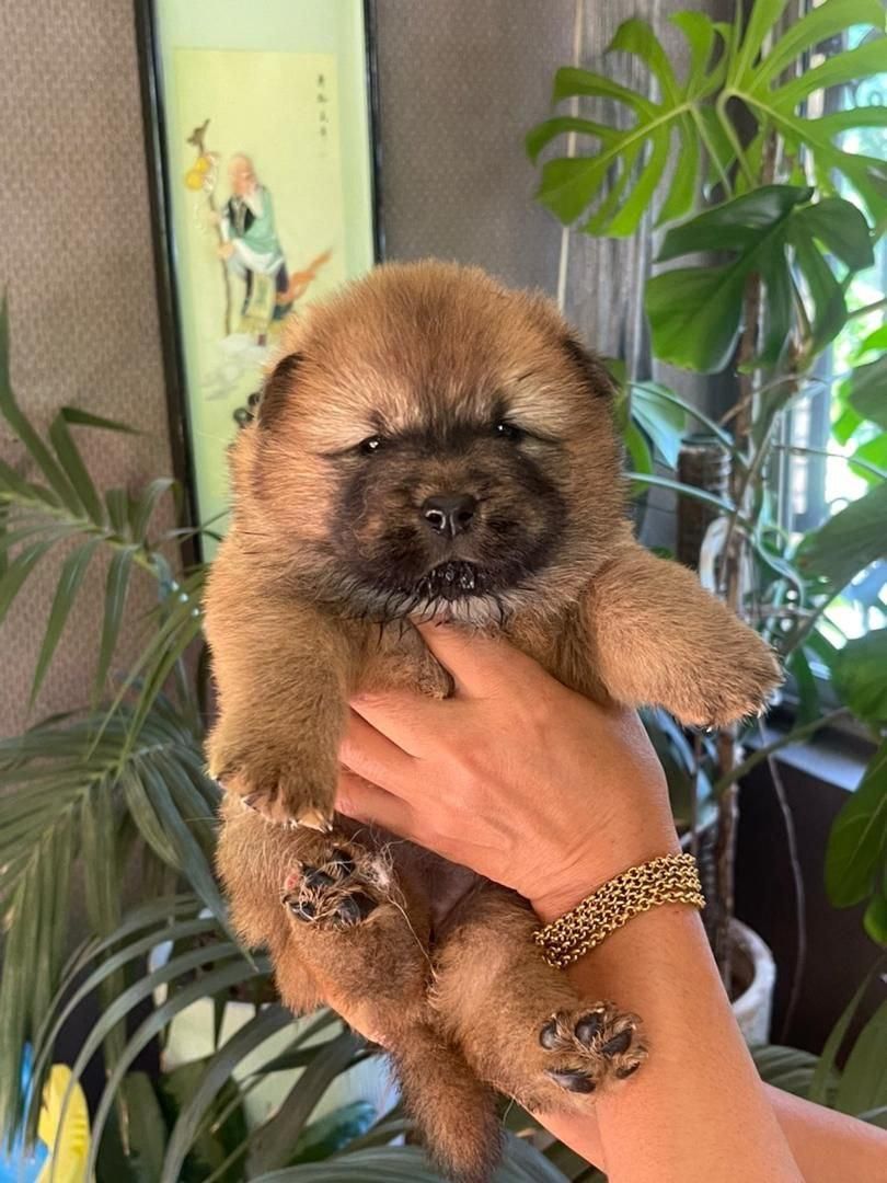 سگ چاو چاو تنبل دوستداشتنی زیبا|سگ|کرج, فاز ۱ مهرشهر|دیوار