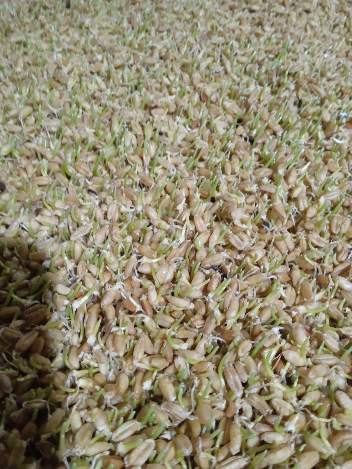 جوانه گندم|خوردنی و آشامیدنی|مشهد, تلگرد|دیوار
