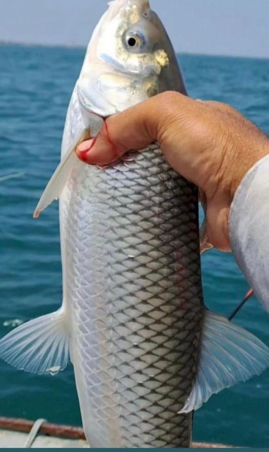 بچه ماهی کپور|ماهی|شیراز, ارم|دیوار