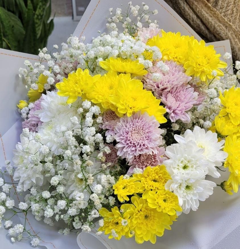 داوودی بسته ای ۱۰۰ تومن|گل و گیاه طبیعی|شیراز, خلدبرین|دیوار