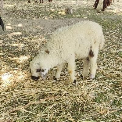 بره نر یک ماهه علفخوار و شیری|حیوانات مزرعه|گلپایگان, |دیوار