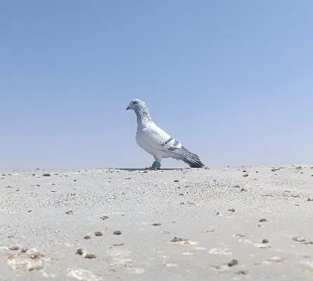 شامی کرمونی کاکلی ،سینه سیاه ماده|پرنده|مشهد, آزادشهر|دیوار