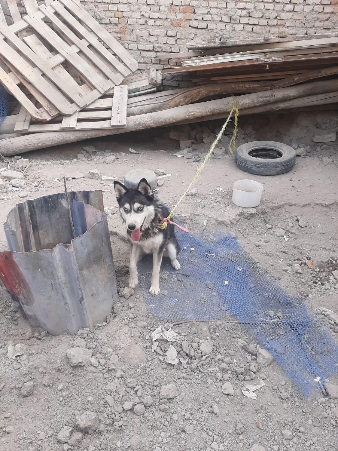 سگ هاسکی زیبا و مهربون|سگ|ارومیه, |دیوار