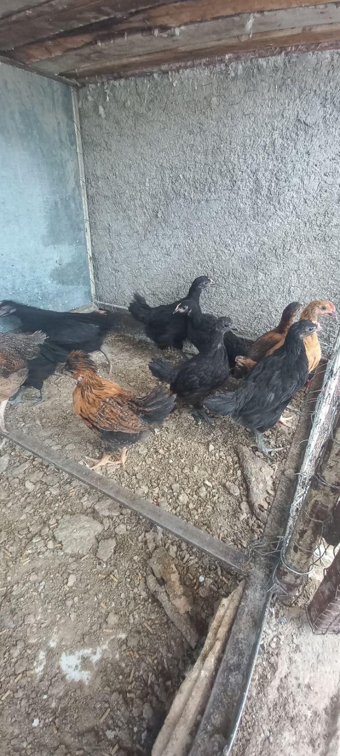 جوجه|پرنده|نجف‌آباد, گلدشت|دیوار