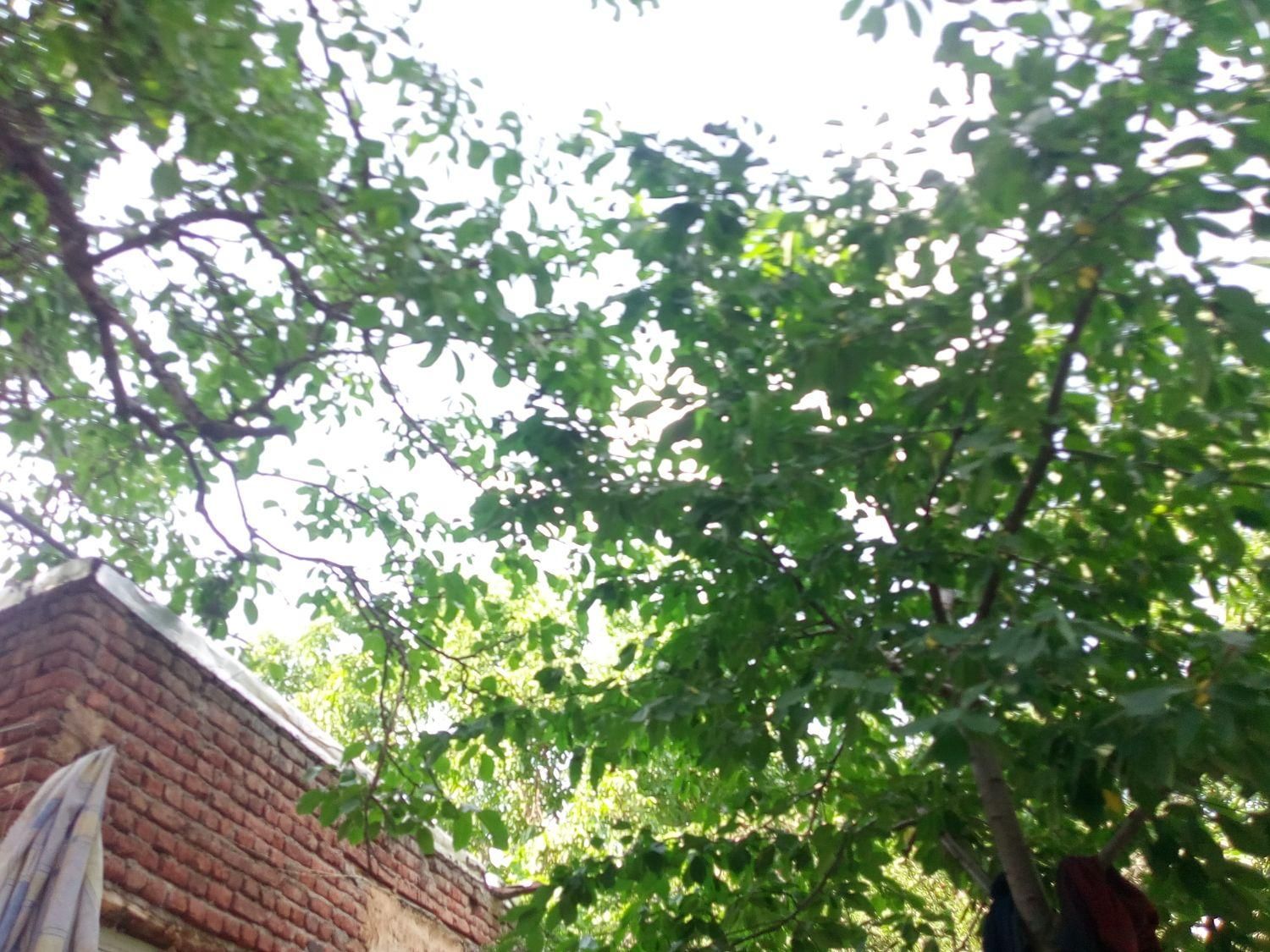 خریدچوب درختان درباغ|خدمات باغبانی و درختکاری|مراغه, |دیوار