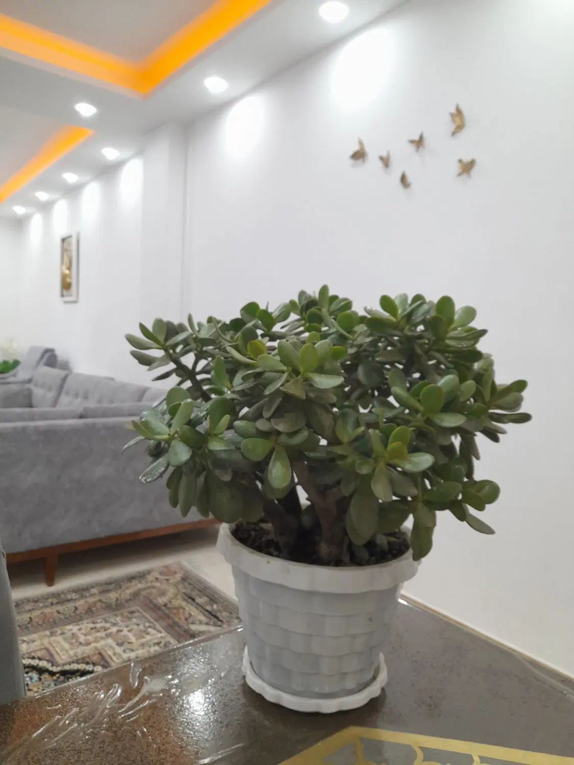 گل یشم|گل و گیاه طبیعی|رشت, حافظ آباد|دیوار