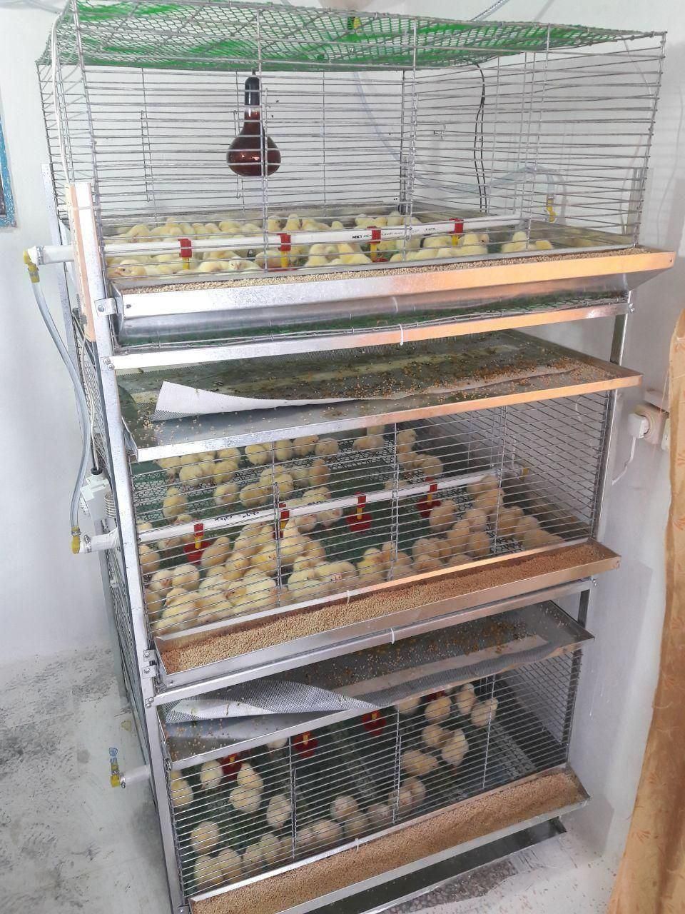 %پرورش-قفس.جوجه%یک روزه تا نیمچه مرغ بومی و صنعتی|لوازم جانبی حیوانات|بابل, |دیوار