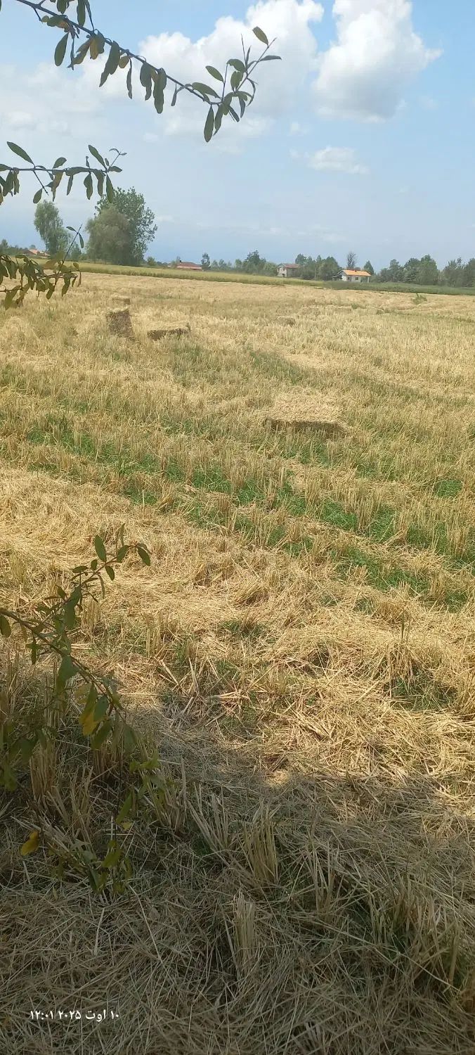 کلوش بسته ای|حیوانات مزرعه|رشت, لاکان|دیوار