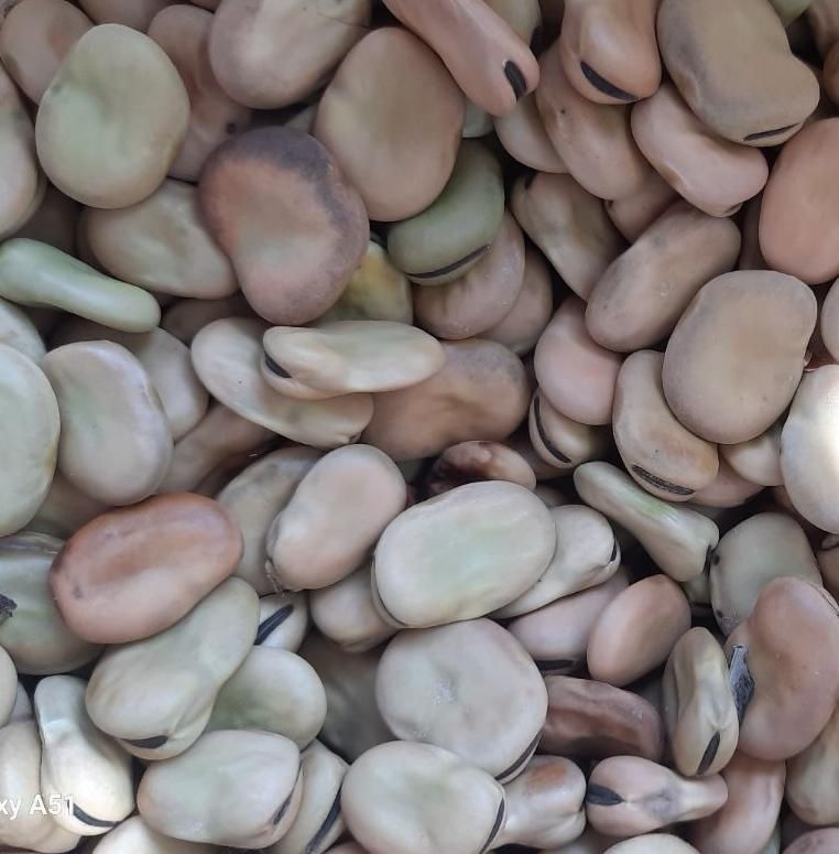 باقالی تر وتمیز پاک کرده|خوردنی و آشامیدنی|کردکوی, |دیوار