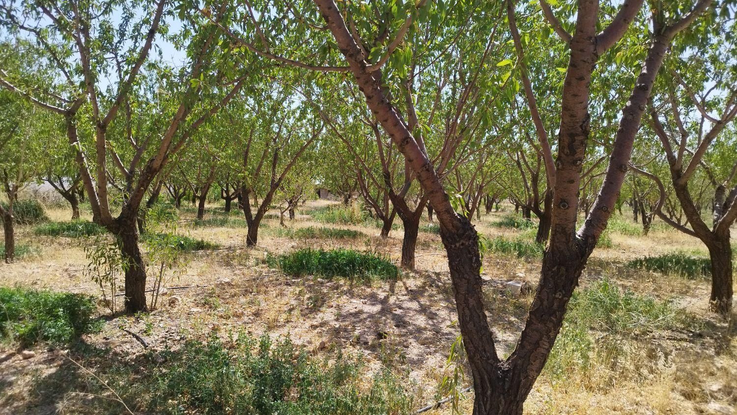 باغ کشاورزی محدوده پل زمانخان|فروش دفتر صنعتی، کشاورزی، تجاری|خمینی‌شهر, |دیوار