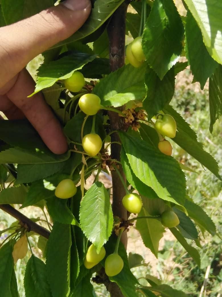 باغ سنددار۱۷۰۰متر در منطقه سامان شوراب امامیه|فروش زمین و ملک کلنگی|شهرکرد, |دیوار