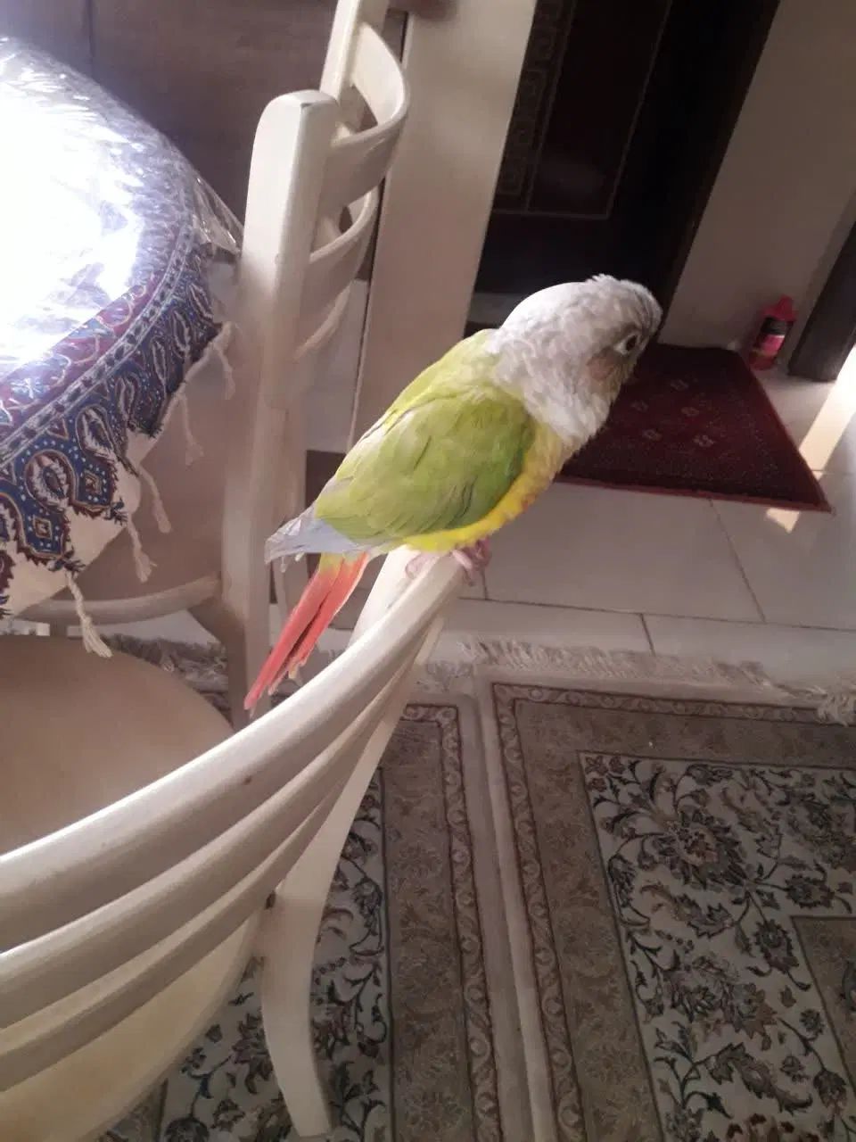 طوطی گرچینگ  ۱۵ مرداد گم شده است|حیوانات|مشهد, جانباز|دیوار