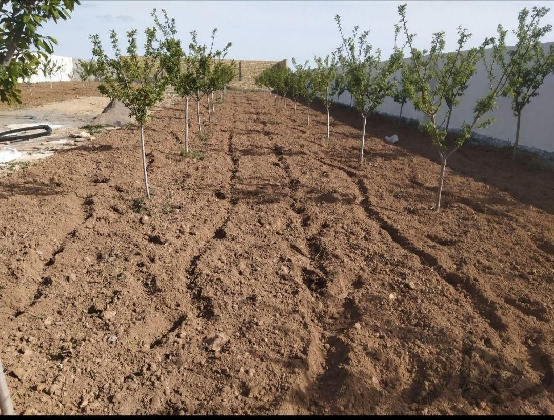 باغبانی سمپاشی گل کاری علف کشی سم پاشی تمام نقاط|خدمات باغبانی و درختکاری|مشهد, توس (بلوار توس)|دیوار