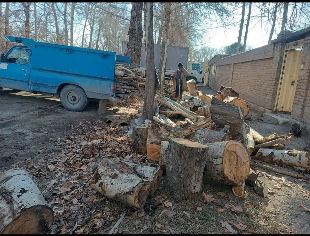 چوب کنده ریشه درخت حرص خریدار با بالا ترین قمیت|خدمات باغبانی و درختکاری|نیشابور, خیام|دیوار