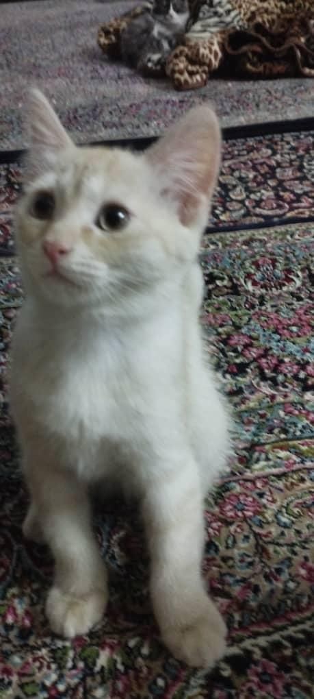 بچه گربه ماده|گربه|زاهدان, |دیوار