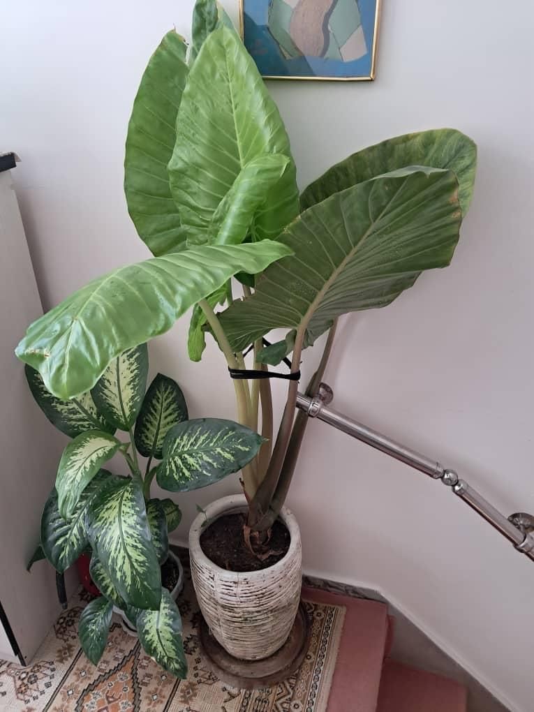گل باباادم۱۷۰سانتی تنه قرمزبسیارشاداب گلدان سفالی|گل و گیاه طبیعی|تهران, شهرک ولیعصر جنوبی|دیوار
