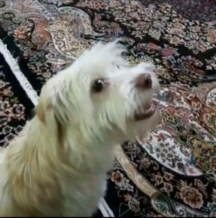 سگ گمشده (چهار سال پیش)|حیوانات|تهران, نارمک|دیوار