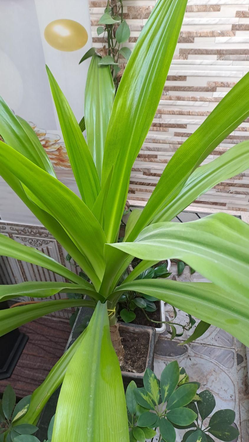 گل ذرتی|گل و گیاه طبیعی|کازرون, |دیوار