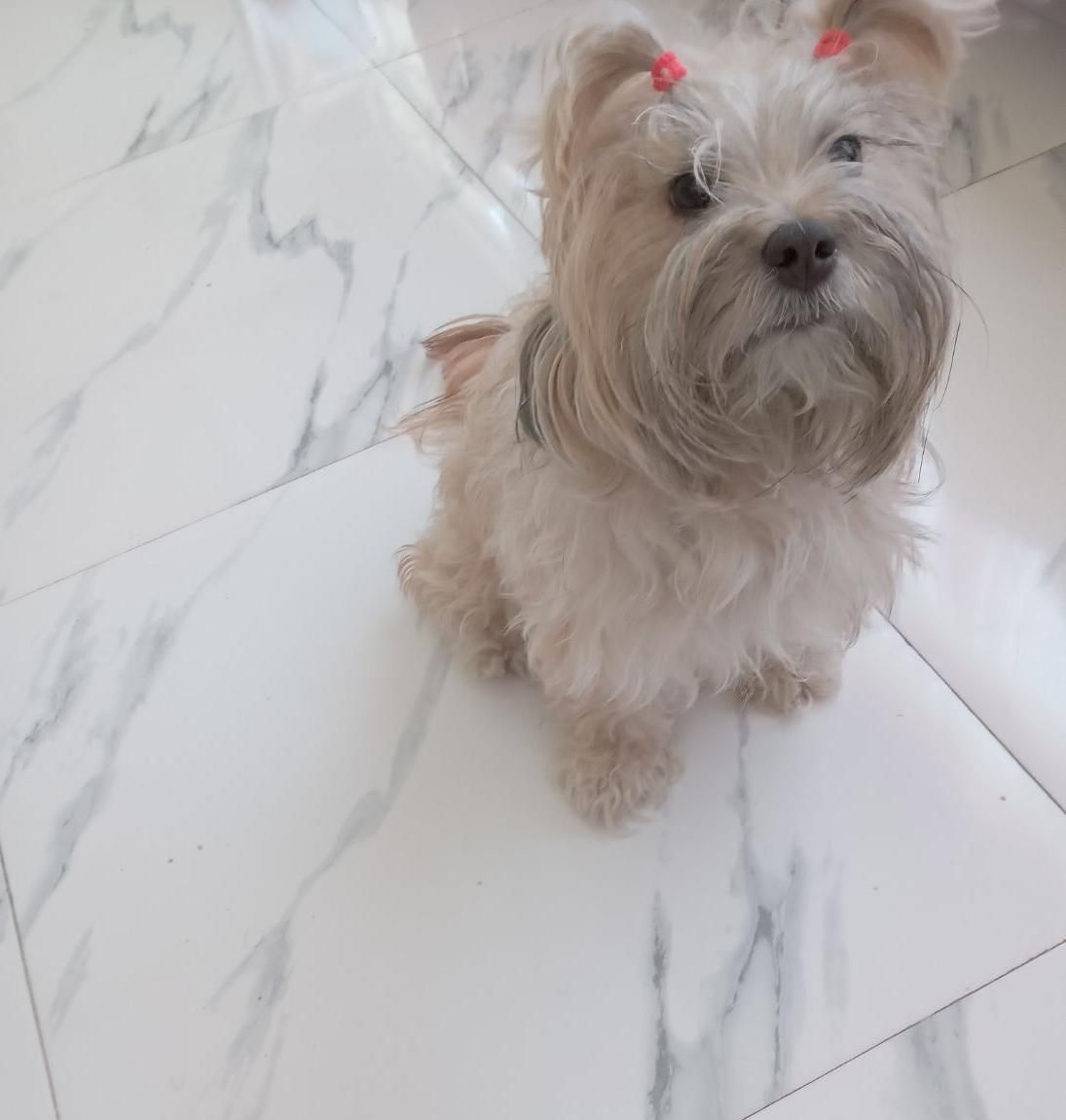 پانسیون سگ|خدمات پیشه و مهارت|چهارباغ, |دیوار