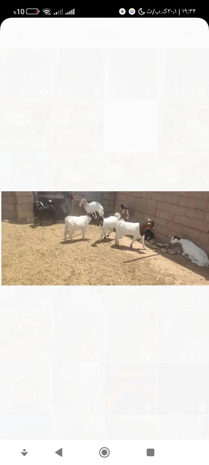بره سفت چاق و بزغاله سفت چاق شیر مست کمور کم سن|حیوانات مزرعه|قاسم‌آباد (خواف), |دیوار