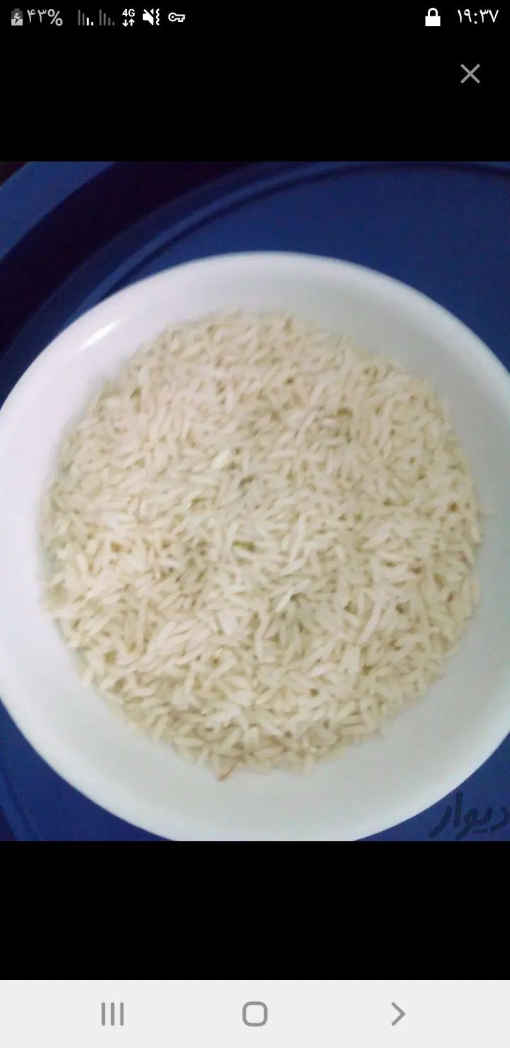 ۵۰۰ کیلو برنج طارم هاشمی اصل دابودشت فریددنکنار|خوردنی و آشامیدنی|دابودشت, |دیوار