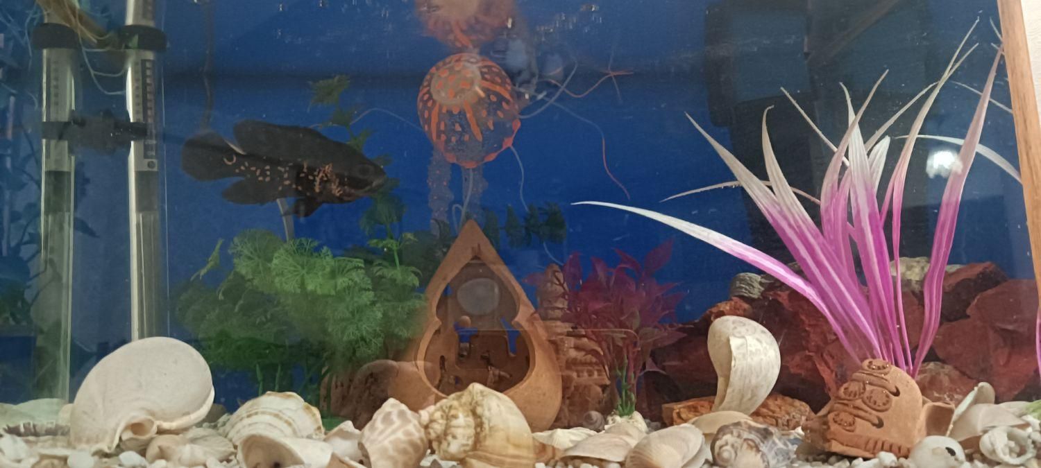 آکواریوم شیشه خم شرکتی با تمام وسایلش|ماهی|رباط‌کریم, مسکن مهر آبشناسان|دیوار