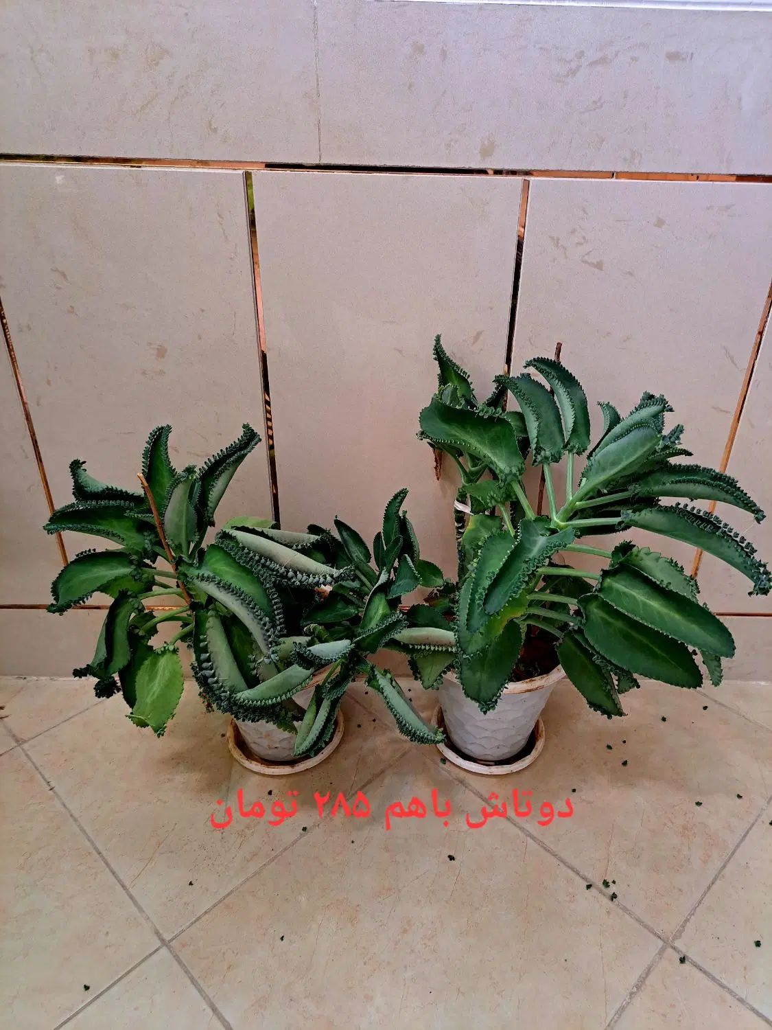 گل پتوس گل اشکی گل بگونیا خالدار شاداب پر ریشه|گل و گیاه طبیعی|نجف‌آباد, سعدی|دیوار