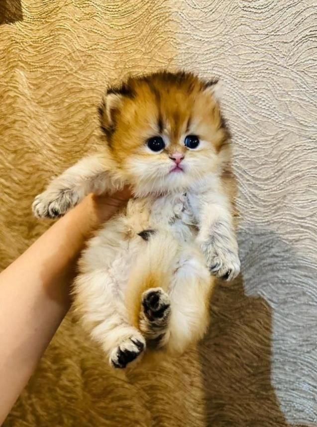 بچه گربه مورد علاقت اینجاست|گربه|اصفهان, آزادگان|دیوار