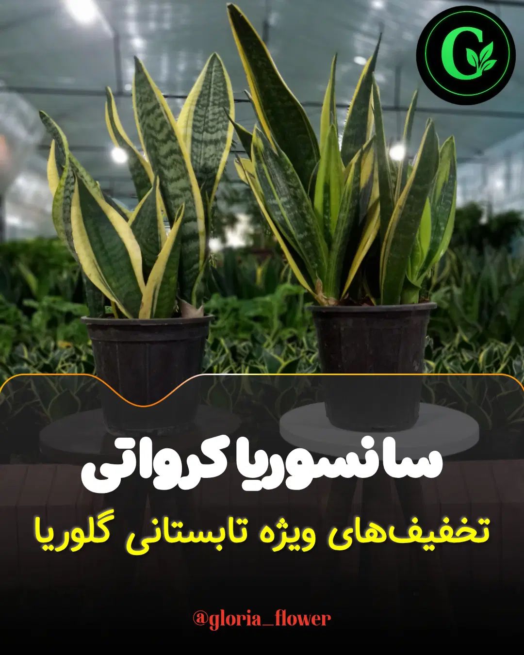 سانسوریا کرواتی و تخفیفات تابستانی در گلوریا|گل و گیاه طبیعی|قم, پردیسان|دیوار